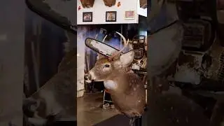 CUTTING A Taxidermy DEER Mount IN HALF with a CHAINSAW