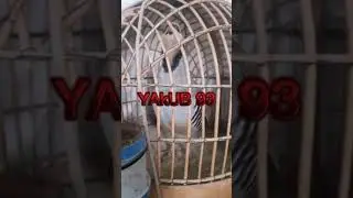 кавги шикори 2022