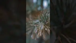 Жетісу Университеті