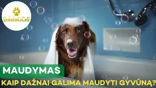 Kaip dažnai galima maudyti šunį?