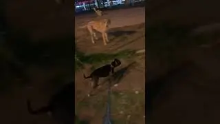 Приучение питбуля к спокойному выгулу (способ 1) #pitbull #питбуль