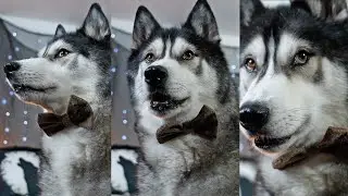 My Husky Sees a Ghost?! So SPOOKY! 