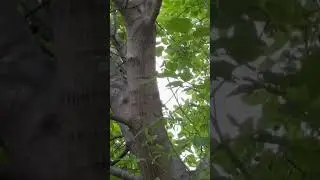 ПАВЛОВНИЯ- чудо - дерево🍃🍃 Совет для начинающих бизнесменов 🍃Подробности на канале💥Изабелла А💥