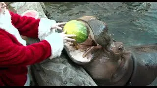 Santa Delivers Gifts to the Animals 2021 - Cincinnati Zoo