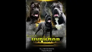 Введение в собаковедение #9
