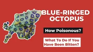 Blue-ringed Octopus, How Poisonous? What To Do If You Have Been Bitten?