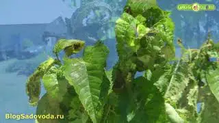 Поможет ли ловчий пояс от тли?