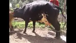 ORDEÑO DE VACAS EN EL CAMPO