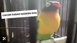 LOVEBIRD NGEKEK PANJANG GACOR PARAH ABISS