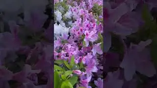 Spring has sprung, and so have our azaleas 🌺☀️