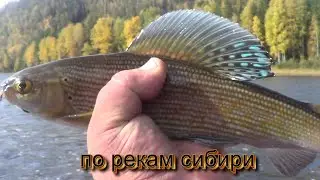 Ч 2 КРУПНЫЙ ХАРИУС ОСЕНЬ. В КОНЦЕ РОЛИКА МЕДВЕДЬ.
