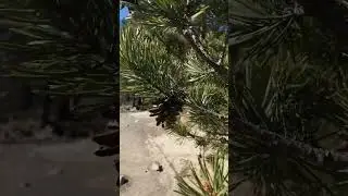 🌲