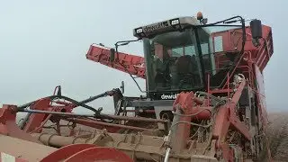 Arracheuse de pomme de terre à trémie Dewulf Kwatro