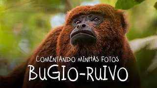 Bugio-ruivo, antes da febre-amarela no Espírito Sanrto - COMENTANDO MINHAS FOTOS