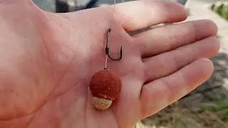Те, що я вловив на тигровий горіх, кинуло мене в ШОК!