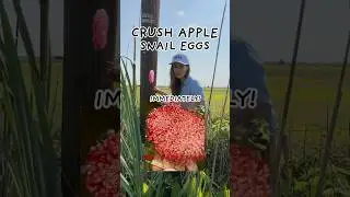 🐌 WHAT TO DO IF YOU SEE THESE BRIGHT PINK EGGS! 