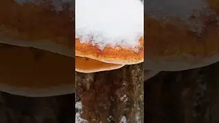 Неожиданная встреча в лесу