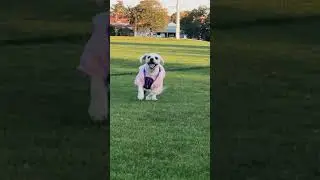 Puppy running!
