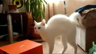 Страшная походка Кошака