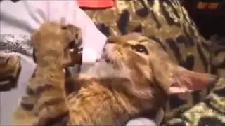 Смеху до слёз  коты развлекают