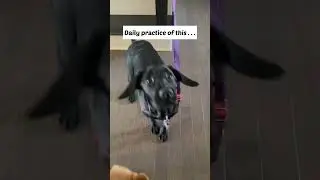 Easy way to stop jumping puppy problems #puppy #puppytraining #labradorpuppy