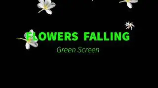 Flower Falling Green screen