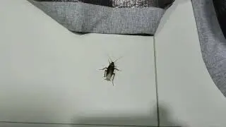 Мем Таракана Dancing Roach Autotune HD Remaster   Extended Cut 4k в реальном жызне