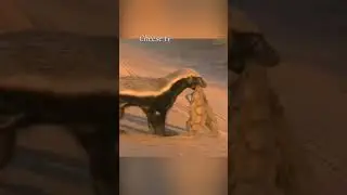 Медоед атакует крокодилов.