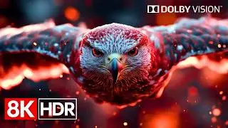 Next-Level HDR Performance | 8K Dolby Vision 60fps (4K/8K TV)