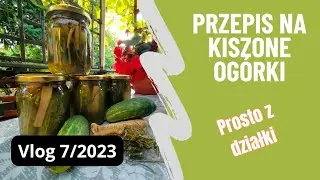 Vlog 7/2023 Przepis na smaczne domowe kiszone ogórki