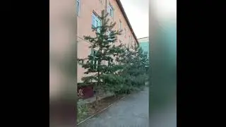 "Мектеп ауласы" атты шеру