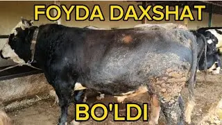 FOYDA ZO'R 
