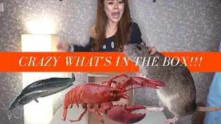 WHAT'S IN THE BOX CHALLENGE - LUCU BANGET!!!
