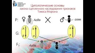 10 Сцепленное наследование. Полное и неполное сцепление генов.