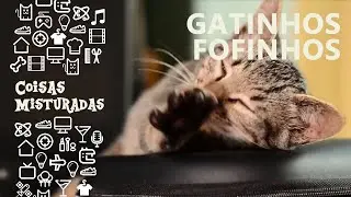 MOMENTO FOFURA 😺 GATINHOS fofinhos DORMINDO!