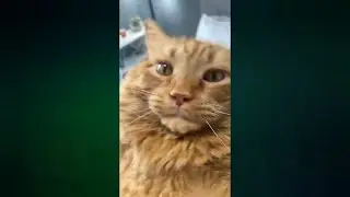 Тик ток тренды / Тик Ток приколы / Подборка Тик Ток  / #4