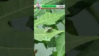This is WHERE INSECTS DISAPPEAR IN WINTER 
