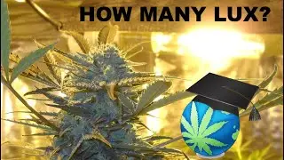 How Many Lux Does Cannabis NEED At Canopy? + Digital Illuminance Meters Overview