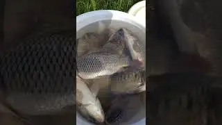 Платная рыбалка в удовольствие.