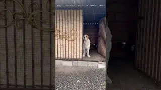 Алабай Бархан наблюдает за дождём