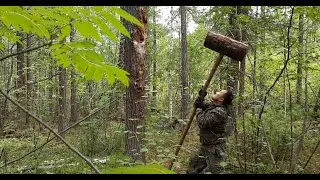 В тайгу Ленского района за кедровым орехом