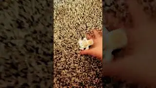 THIS IS NOT SPED UP