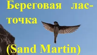 Береговая ласточка