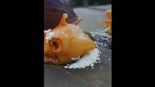 Улитку зажевало 😂 