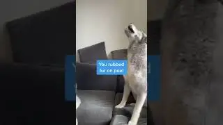 #shorts Starts with sneezing,ends with screaming 😂😂😂#huskies #dog #pet