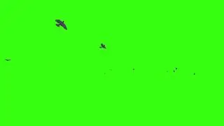 bird green screen