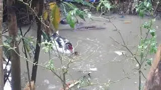 Muscovy Duck in the swamp mating