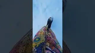 снег