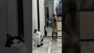 Почти час ночи | Кот демон | 