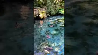 📍Paradise Valley, Rotorua, New Zealand 🇳🇿 #travel #nature #water #waterspring #newzealand #beauty